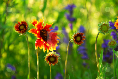 To use this stock image in your creative project, please select the size you need over to the right and click the "Add to Cart" button.
Your downloaded image will come with the Cutcaster watermark removed so don’t worry about the watermark you see on this page. Indain blanket flowers stock photo, Wildflowers indian blankets blooming in a green meadow by Elena Elisseeva