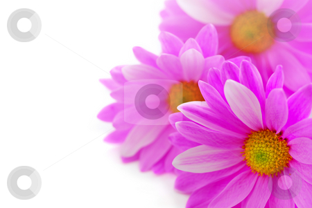 To use this stock image in your creative project, please select the size you need over to the right and click the "Add to Cart" button.
Your downloaded image will come with the Cutcaster watermark removed so don’t worry about the watermark you see on this page. Pink flowers stock photo, Floral background of pink flowers close up on white by Elena Elisseeva