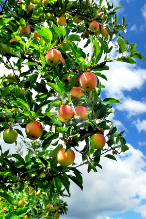 To use this stock image in your creative project, please select the size you need over to the right and click the "Add to Cart" button.
Your downloaded image will come with the Cutcaster watermark removed so don’t worry about the watermark you see on this page. Apples stock photo, Red ripe apples on apple tree, blue sky background by Elena Elisseeva