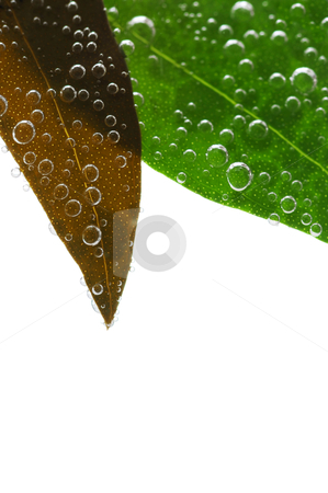 To use this stock image in your creative project, please select the size you need over to the right and click the "Add to Cart" button.
Your downloaded image will come with the Cutcaster watermark removed so don’t worry about the watermark you see on this page. Green leaves in water stock photo, Green and brown leaves of a plant submerged in water with air bubbles by Elena Elisseeva