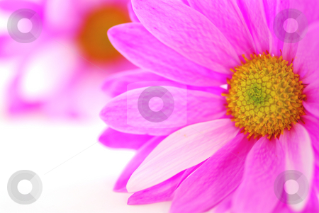 To use this stock image in your creative project, please select the size you need over to the right and click the "Add to Cart" button.
Your downloaded image will come with the Cutcaster watermark removed so don’t worry about the watermark you see on this page. Pink flowers stock photo, Closeup of pink flower blossoms on white background by Elena Elisseeva