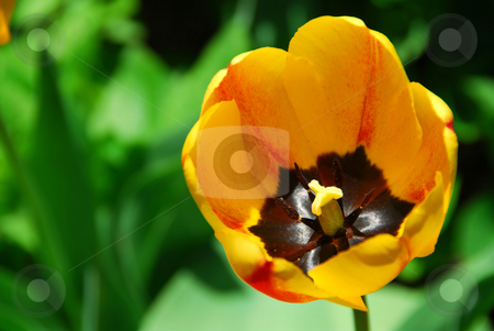 To use this stock image in your creative project, please select the size you need over to the right and click the "Add to Cart" button.
Your downloaded image will come with the Cutcaster watermark removed so don’t worry about the watermark you see on this page. Yellow tulip stock photo, Beautiful yellow tulip on lush green background by Elena Elisseeva