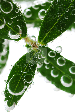 To use this stock image in your creative project, please select the size you need over to the right and click the "Add to Cart" button.
Your downloaded image will come with the Cutcaster watermark removed so don’t worry about the watermark you see on this page. Green leaves in water stock photo, Green leaves of a plant submerged in water with air bubbles by Elena Elisseeva