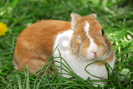 To use this stock image in your creative project, please select the size you need over to the right and click the "Add to Cart" button.
Your downloaded image will come with the Cutcaster watermark removed so don’t worry about the watermark you see on this page. Winking bunny stock photo, Cute easter bunny sitting on green grass and winking:) by Elena Elisseeva