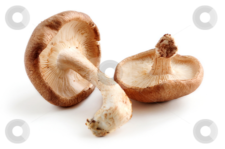 To use this stock image in your creative project, please select the size you need over to the right and click the "Add to Cart" button.
Your downloaded image will come with the Cutcaster watermark removed so don’t worry about the watermark you see on this page. Shiitake mushrooms stock photo, Two fresh shiitake mushrooms isolated on white background by Elena Elisseeva