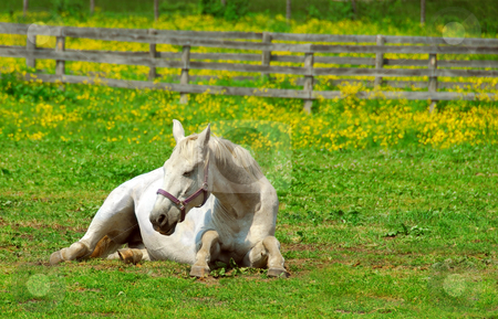 To use this stock image in your creative project, please select the size you need over to the right and click the "Add to Cart" button.
Your downloaded image will come with the Cutcaster watermark removed so don’t worry about the watermark you see on this page. White horse stock photo, White horse resting at the ranch in early summer by Elena Elisseeva