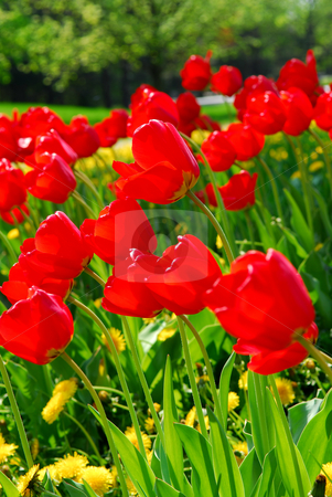 To use this stock image in your creative project, please select the size you need over to the right and click the "Add to Cart" button.
Your downloaded image will come with the Cutcaster watermark removed so don’t worry about the watermark you see on this page. Red spring tulips stock photo, Bright red tulips blooming in a spring garden by Elena Elisseeva