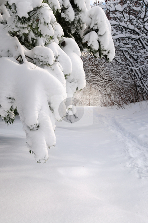To use this stock image in your creative project, please select the size you need over to the right and click the "Add to Cart" button.
Your downloaded image will come with the Cutcaster watermark removed so don’t worry about the watermark you see on this page. Path in winter forest stock photo, Path in winter forest after a snowfall by Elena Elisseeva