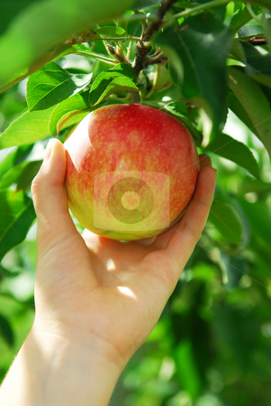 To use this stock image in your creative project, please select the size you need over to the right and click the "Add to Cart" button.
Your downloaded image will come with the Cutcaster watermark removed so don’t worry about the watermark you see on this page. Picking an apple stock photo, Closeup on a hand picking a red apple from an apple tree by Elena Elisseeva