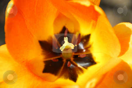 To use this stock image in your creative project, please select the size you need over to the right and click the "Add to Cart" button.
Your downloaded image will come with the Cutcaster watermark removed so don’t worry about the watermark you see on this page. Tulip stock photo, Center of a bright orange spring tulip by Elena Elisseeva