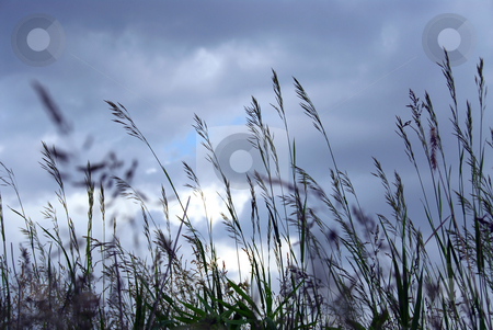To use this stock image in your creative project, please select the size you need over to the right and click the "Add to Cart" button.
Your downloaded image will come with the Cutcaster watermark removed so don’t worry about the watermark you see on this page. Evening grass stock photo, Grass blades at dusk on the background of gray blue sky by Elena Elisseeva