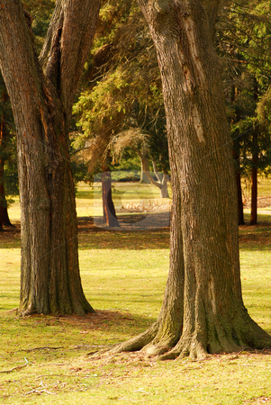 To use this stock image in your creative project, please select the size you need over to the right and click the "Add to Cart" button.
Your downloaded image will come with the Cutcaster watermark removed so don’t worry about the watermark you see on this page. Park stock photo, Park view with two big old trees in a foreground by Elena Elisseeva