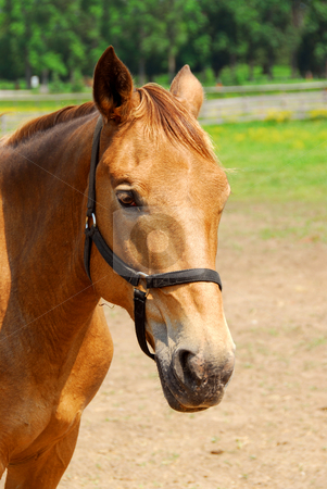 To use this stock image in your creative project, please select the size you need over to the right and click the "Add to Cart" button.
Your downloaded image will come with the Cutcaster watermark removed so don’t worry about the watermark you see on this page. Horse stock photo, Portrait of a beautiful brown horse at summer ranch by Elena Elisseeva