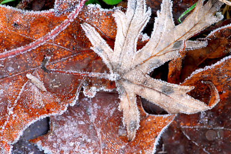 To use this stock image in your creative project, please select the size you need over to the right and click the "Add to Cart" button.
Your downloaded image will come with the Cutcaster watermark removed so don’t worry about the watermark you see on this page. Frosty leaves stock photo, Macro of autumn leaves on the ground covered with morning frost by Elena Elisseeva