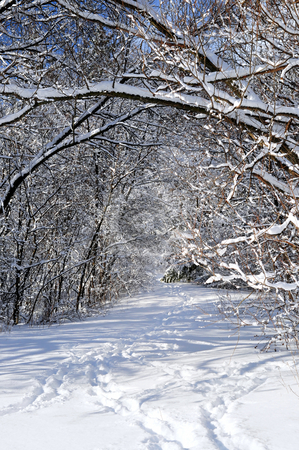To use this stock image in your creative project, please select the size you need over to the right and click the "Add to Cart" button.
Your downloaded image will come with the Cutcaster watermark removed so don’t worry about the watermark you see on this page. Path in winter forest stock photo, Path in winter forest after a snowfall by Elena Elisseeva
