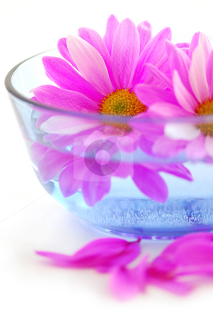 To use this stock image in your creative project, please select the size you need over to the right and click the "Add to Cart" button.
Your downloaded image will come with the Cutcaster watermark removed so don’t worry about the watermark you see on this page. Pink flowers stock photo, Pink flowers close up floating in water by Elena Elisseeva