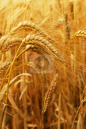 To use this stock image in your creative project, please select the size you need over to the right and click the "Add to Cart" button.
Your downloaded image will come with the Cutcaster watermark removed so don’t worry about the watermark you see on this page. Wheat stock photo, Golden wheat growing in a farm field, closeup on ears by Elena Elisseeva