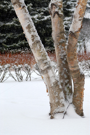 To use this stock image in your creative project, please select the size you need over to the right and click the "Add to Cart" button.
Your downloaded image will come with the Cutcaster watermark removed so don’t worry about the watermark you see on this page. Winter park stock photo, Winter park with three birch trees during snowfall by Elena Elisseeva