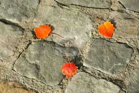 To use this stock image in your creative project, please select the size you need over to the right and click the "Add to Cart" button.
Your downloaded image will come with the Cutcaster watermark removed so don’t worry about the watermark you see on this page. Pavement stock photo, Background of old cobblestone pavement with autumn leaves by Elena Elisseeva