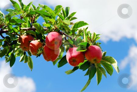 To use this stock image in your creative project, please select the size you need over to the right and click the "Add to Cart" button.
Your downloaded image will come with the Cutcaster watermark removed so don’t worry about the watermark you see on this page. Apples on a branch stock photo, Red ripe apples on apple tree branch, blue sky background by Elena Elisseeva