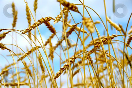 To use this stock image in your creative project, please select the size you need over to the right and click the "Add to Cart" button.
Your downloaded image will come with the Cutcaster watermark removed so don’t worry about the watermark you see on this page. Grain field stock photo, Grain ready for harvest growing in a farm field by Elena Elisseeva