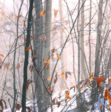 To use this stock image in your creative project, please select the size you need over to the right and click the "Add to Cart" button.
Your downloaded image will come with the Cutcaster watermark removed so don’t worry about the watermark you see on this page. Winter forest stock photo, Winter forest with snow dust blowing across by Elena Elisseeva