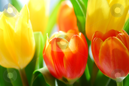 To use this stock image in your creative project, please select the size you need over to the right and click the "Add to Cart" button.
Your downloaded image will come with the Cutcaster watermark removed so don’t worry about the watermark you see on this page. Tulips stock photo, Close up on fresh tulips bouquet in warm sunlight by Elena Elisseeva