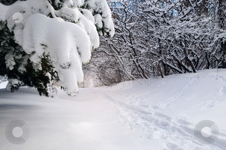To use this stock image in your creative project, please select the size you need over to the right and click the "Add to Cart" button.
Your downloaded image will come with the Cutcaster watermark removed so don’t worry about the watermark you see on this page. Path in winter forest stock photo, Path in winter forest after a snowfall by Elena Elisseeva