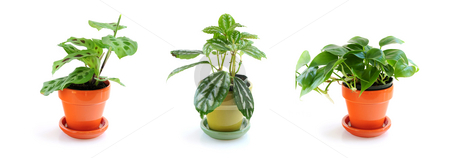 To use this stock image in your creative project, please select the size you need over to the right and click the "Add to Cart" button.
Your downloaded image will come with the Cutcaster watermark removed so don’t worry about the watermark you see on this page. Assorted houseplants stock photo, Assorted green houseplants in pots isolated on white background by Elena Elisseeva