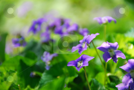 To use this stock image in your creative project, please select the size you need over to the right and click the "Add to Cart" button.
Your downloaded image will come with the Cutcaster watermark removed so don’t worry about the watermark you see on this page. Violets in garden stock photo, Wild violets growing in a spring garden by Elena Elisseeva