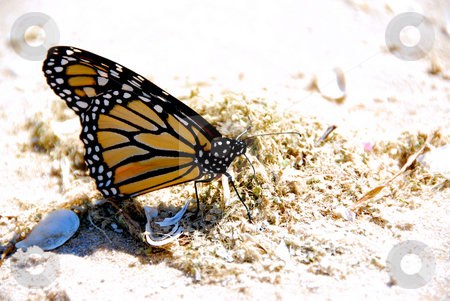 To use this stock image in your creative project, please select the size you need over to the right and click the "Add to Cart" button.
Your downloaded image will come with the Cutcaster watermark removed so don’t worry about the watermark you see on this page. Monarch butterfly stock photo, Monarch butterfly on a beach close up by Elena Elisseeva
