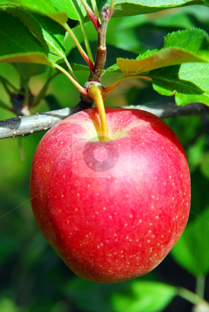 To use this stock image in your creative project, please select the size you need over to the right and click the "Add to Cart" button.
Your downloaded image will come with the Cutcaster watermark removed so don’t worry about the watermark you see on this page. Apple on a tree stock photo, Closeup on big ripe red apple growing on an apple tree by Elena Elisseeva