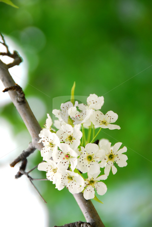 To use this stock image in your creative project, please select the size you need over to the right and click the "Add to Cart" button.
Your downloaded image will come with the Cutcaster watermark removed so don’t worry about the watermark you see on this page. Apple blossom stock photo, Branch of a blooming tree with white blossom in springtime by Elena Elisseeva
