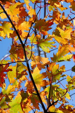 To use this stock image in your creative project, please select the size you need over to the right and click the "Add to Cart" button.
Your downloaded image will come with the Cutcaster watermark removed so don’t worry about the watermark you see on this page. Fall maple leaves stock photo, Backlit fall maple leaves with bright blue sky by Elena Elisseeva