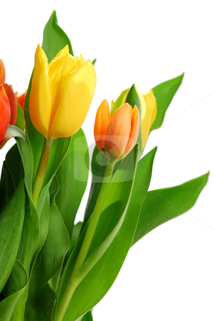 To use this stock image in your creative project, please select the size you need over to the right and click the "Add to Cart" button.
Your downloaded image will come with the Cutcaster watermark removed so don’t worry about the watermark you see on this page. Tulips stock photo, Close up on fresh backlit tulips on white background by Elena Elisseeva