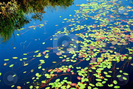 To use this stock image in your creative project, please select the size you need over to the right and click the "Add to Cart" button.
Your downloaded image will come with the Cutcaster watermark removed so don’t worry about the watermark you see on this page. Lily pads stock photo, Lily pads on blue water by Elena Elisseeva