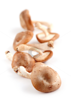 To use this stock image in your creative project, please select the size you need over to the right and click the "Add to Cart" button.
Your downloaded image will come with the Cutcaster watermark removed so don’t worry about the watermark you see on this page. Shiitake mushrooms stock photo, Several fresh shiitake mushrooms isolated on white background by Elena Elisseeva