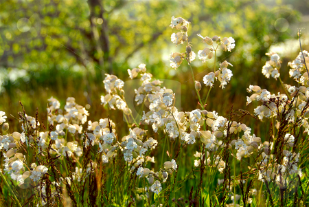 To use this stock image in your creative project, please select the size you need over to the right and click the "Add to Cart" button.
Your downloaded image will come with the Cutcaster watermark removed so don’t worry about the watermark you see on this page. Widlflowers white campions stock photo, Wildflowers wild campions blooming in summer meadow by Elena Elisseeva
