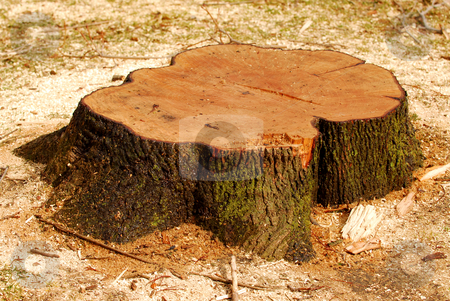 To use this stock image in your creative project, please select the size you need over to the right and click the "Add to Cart" button.
Your downloaded image will come with the Cutcaster watermark removed so don’t worry about the watermark you see on this page. Tree stump stock photo, Stump of a freshly cut tree surrounded by saw dust by Elena Elisseeva