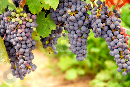 To use this stock image in your creative project, please select the size you need over to the right and click the "Add to Cart" button.
Your downloaded image will come with the Cutcaster watermark removed so don’t worry about the watermark you see on this page. Red grapes stock photo, Bunches of red grapes growing on a vine by Elena Elisseeva