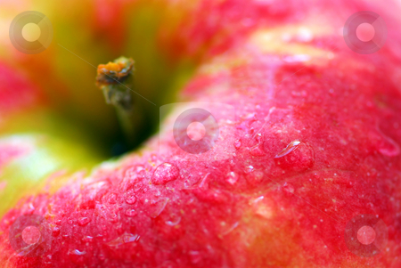 To use this stock image in your creative project, please select the size you need over to the right and click the "Add to Cart" button.
Your downloaded image will come with the Cutcaster watermark removed so don’t worry about the watermark you see on this page. Red apple stock photo, Macro of red apple with water droplets by Elena Elisseeva