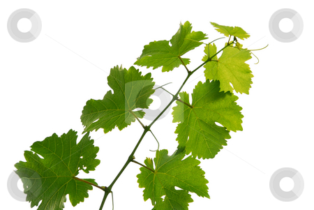 To use this stock image in your creative project, please select the size you need over to the right and click the "Add to Cart" button.
Your downloaded image will come with the Cutcaster watermark removed so don’t worry about the watermark you see on this page. Grape vine stock photo, Branch of grape vine on white background by Elena Elisseeva