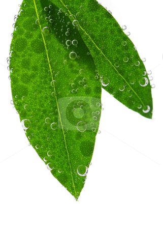 To use this stock image in your creative project, please select the size you need over to the right and click the "Add to Cart" button.
Your downloaded image will come with the Cutcaster watermark removed so don’t worry about the watermark you see on this page. Green leaves in water stock photo, Green leaves of a plant submerged in water with air bubbles by Elena Elisseeva