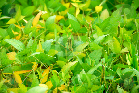 To use this stock image in your creative project, please select the size you need over to the right and click the "Add to Cart" button.
Your downloaded image will come with the Cutcaster watermark removed so don’t worry about the watermark you see on this page. Soybeans stock photo, Soy beans growing on a soybean plant in a farm field by Elena Elisseeva