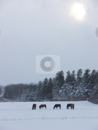 To use this stock image in your creative project, please select the size you need over to the right and click the "Add to Cart" button.
Your downloaded image will come with the Cutcaster watermark removed so don’t worry about the watermark you see on this page. Winter horse grazing stock photo, Horses graze on a snow covered field as the sun tries to break through the clouds on an early spring afternoon in north central Minnesota. by Dennis Thomsen