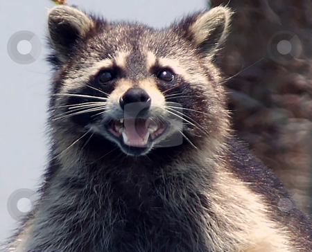 To use this stock image in your creative project, please select the size you need over to the right and click the "Add to Cart" button.
Your downloaded image will come with the Cutcaster watermark removed so don’t worry about the watermark you see on this page. Raccoon Bandit stock photo, Close up of Raccoon by Marburg