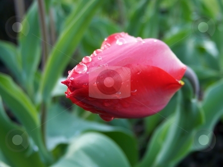To use this stock image in your creative project, please select the size you need over to the right and click the "Add to Cart" button.
Your downloaded image will come with the Cutcaster watermark removed so don’t worry about the watermark you see on this page. Rainy Tulip stock photo, Image of a red tulip wet from a rainfall. by Jill Oliver