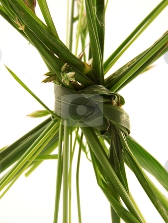 To use this stock image in your creative project, please select the size you need over to the right and click the "Add to Cart" button.
Your downloaded image will come with the Cutcaster watermark removed so don’t worry about the watermark you see on this page. Grass Knot stock photo, Pieces of different types of grass, tied together in a knot. by Jill Oliver