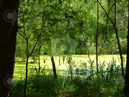 To use this stock image in your creative project, please select the size you need over to the right and click the "Add to Cart" button.
Your downloaded image will come with the Cutcaster watermark removed so don’t worry about the watermark you see on this page. Texas Swamp stock photo, Texas swamp with water covered by algae by Marburg