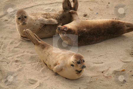 To use this stock image in your creative project, please select the size you need over to the right and click the "Add to Cart" button.
Your downloaded image will come with the Cutcaster watermark removed so don’t worry about the watermark you see on this page. Seals stock photo, by Greg Peterson